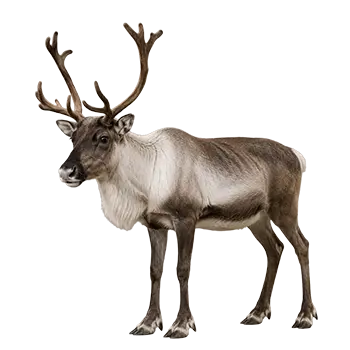 Alaskan Reindeer Species Guide - Furry Critter Network