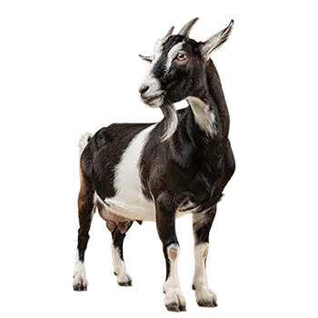 Alpine Goat Species Guide - Furry Critter Network