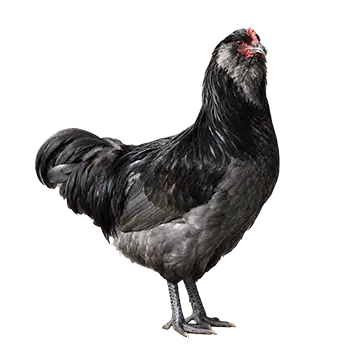 Ameraucana Chicken Breed Guide - Furry Critter Network