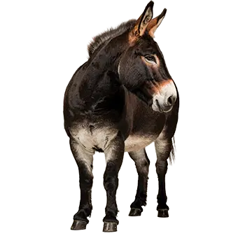 American Mammoth Jackstock Species Guide - Furry Critter Network