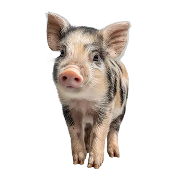 American Mini Pig Species Guide - Furry Critter Network