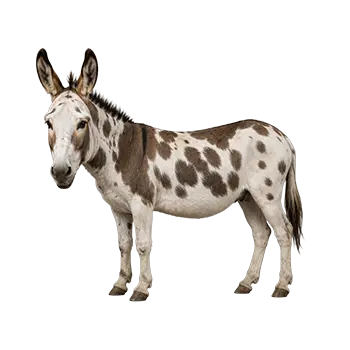 American Spotted Donkey Species Guide - Furry Critter Network