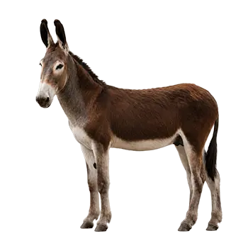 Andalusian Donkey Species Guide - Furry Critter Network