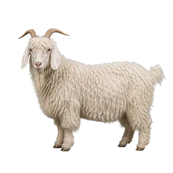 Angora Goat Species Guide - Furry Critter Network