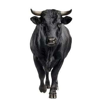 Angus Cattle Species Guide - Furry Critter Network
