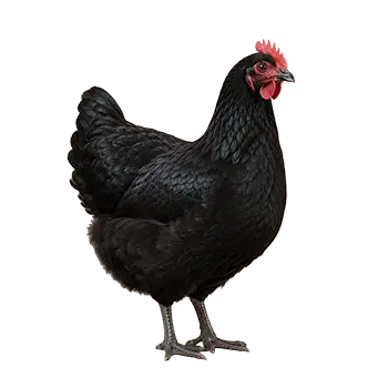 Australorp Chicken Breed Guide - Furry Critter Network