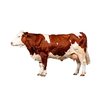 Ayrshire Cattle Species Guide - Furry Critter Network