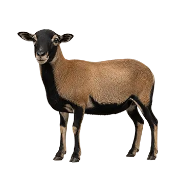 Barbados Blackbelly Sheep Species Guide - Furry Critter Network