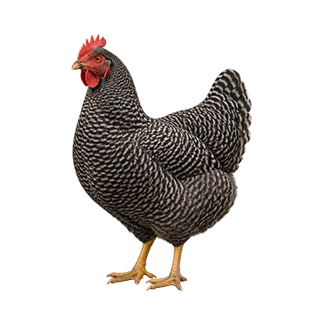 Barred Rock Species Guide - Furry Critter Network