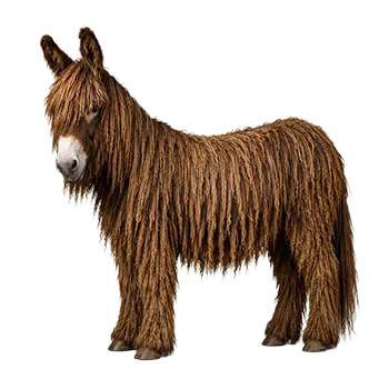 Baudet du Poitou Species Guide - Furry Critter Network
