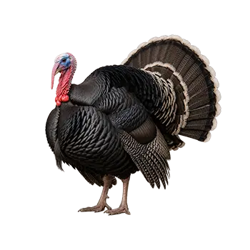 BBB Turkey Species Guide - Furry Critter Network