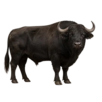 Beefalo Species Guide - Furry Critter Network