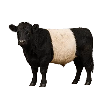 Belted Galloway Cattle Species Guide - Furry Critter Network