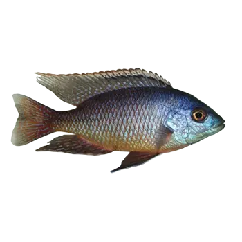 African Cichlid (Hap)