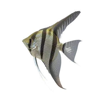 Angelfish