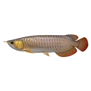 Arowana