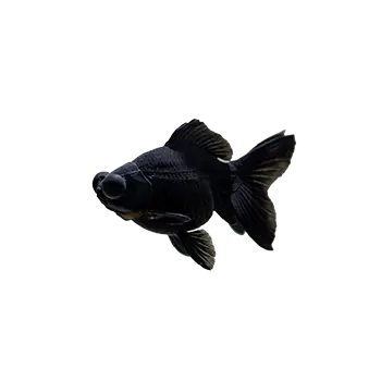 Black Moor Goldfish Care Guide - Furry Critter Network
