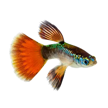 Guppy