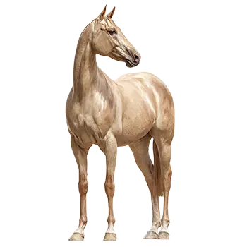 Akhal-Teke