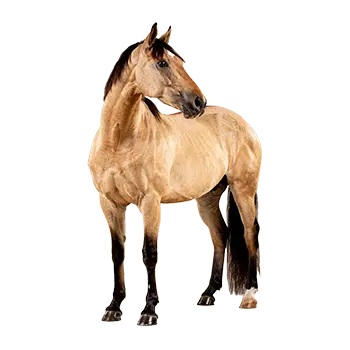 Buckskin Horse Breed Guide - Furry Critter Network