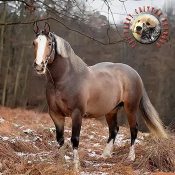 Danish Warmblood