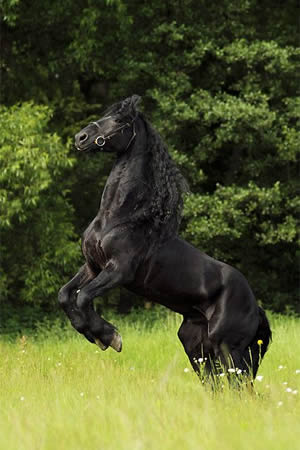 Friesian Breed Description The Furry Critter Network,Best Washing Machines 2020