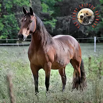 thm-img