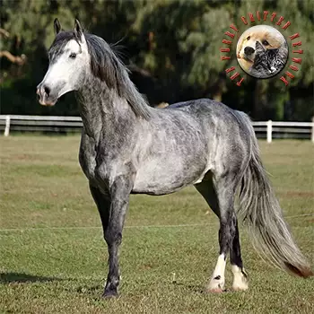 Paso Fino