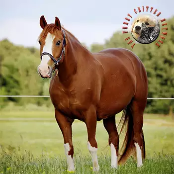Quarter Horse