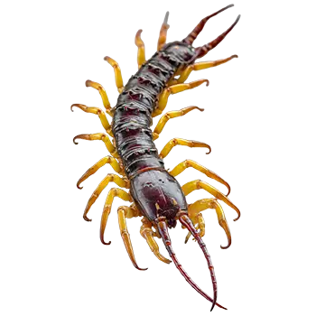 Amazonian Giant Centipede Species Guide - Furry Critter Network