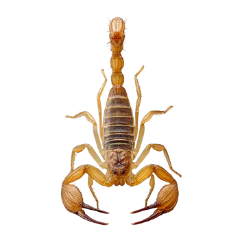 Arizona Bark Scorpion Species Guide - Furry Critter Network