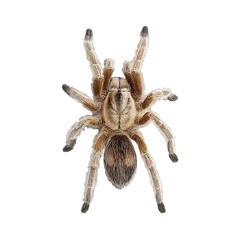 Arizona Blonde Species Guide - Furry Critter Network