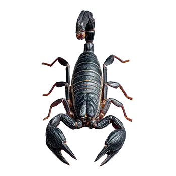 Asian Black Scorpion Species Guide - Furry Critter Network