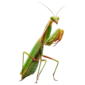 Asian Mantis Species Guide - Furry Critter Network
