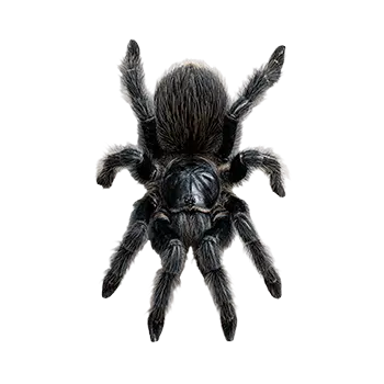 Brazilian Black Tarantula Species Guide - Furry Critter Network