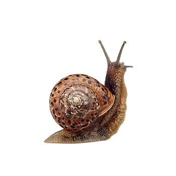 Brown Garden Snail Species Guide - Furry Critter Network