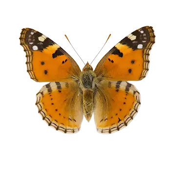 Cosmopolitan Butterfly Species Guide - Furry Critter Network