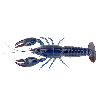 Electric Blue Crayfish Species Guide - Furry Critter Network