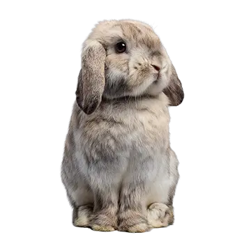 American Fuzzy Lop