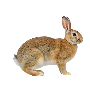 Belgian Hare
