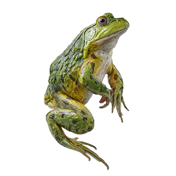 African Bullfrog Species Guide - Furry Critter Network