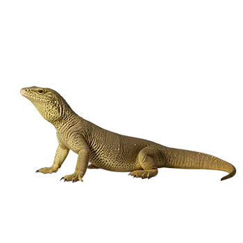 Argus Monitor Species Guide - Furry Critter Network