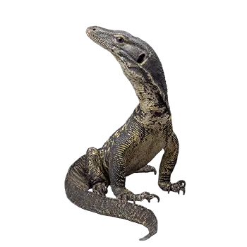 Asian Water Monitor Species Guide - Furry Critter Network