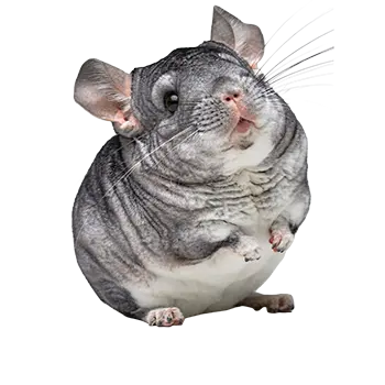 Chinchilla