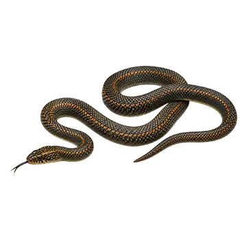 African House Snake Species Guide - Furry Critter Network
