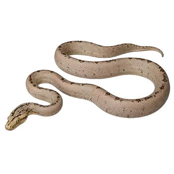 Amazon Tree Boa