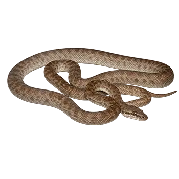 Antaresia Pythons Species Guide - Furry Critter Network
