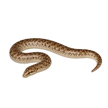 Arabian Sand Boa Species Guide - Furry Critter Network