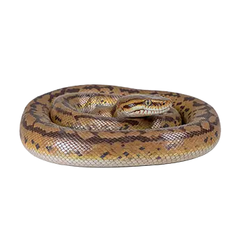 Argentine Rainbow Boa Species Guide - Furry Critter Network