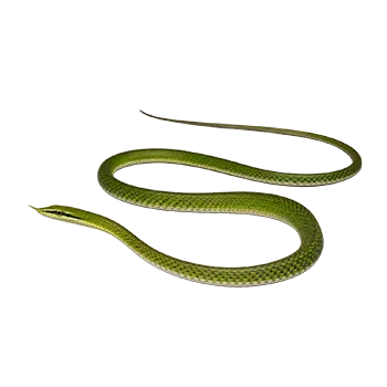 Asian Vine Snake Species Guide - Furry Critter Network